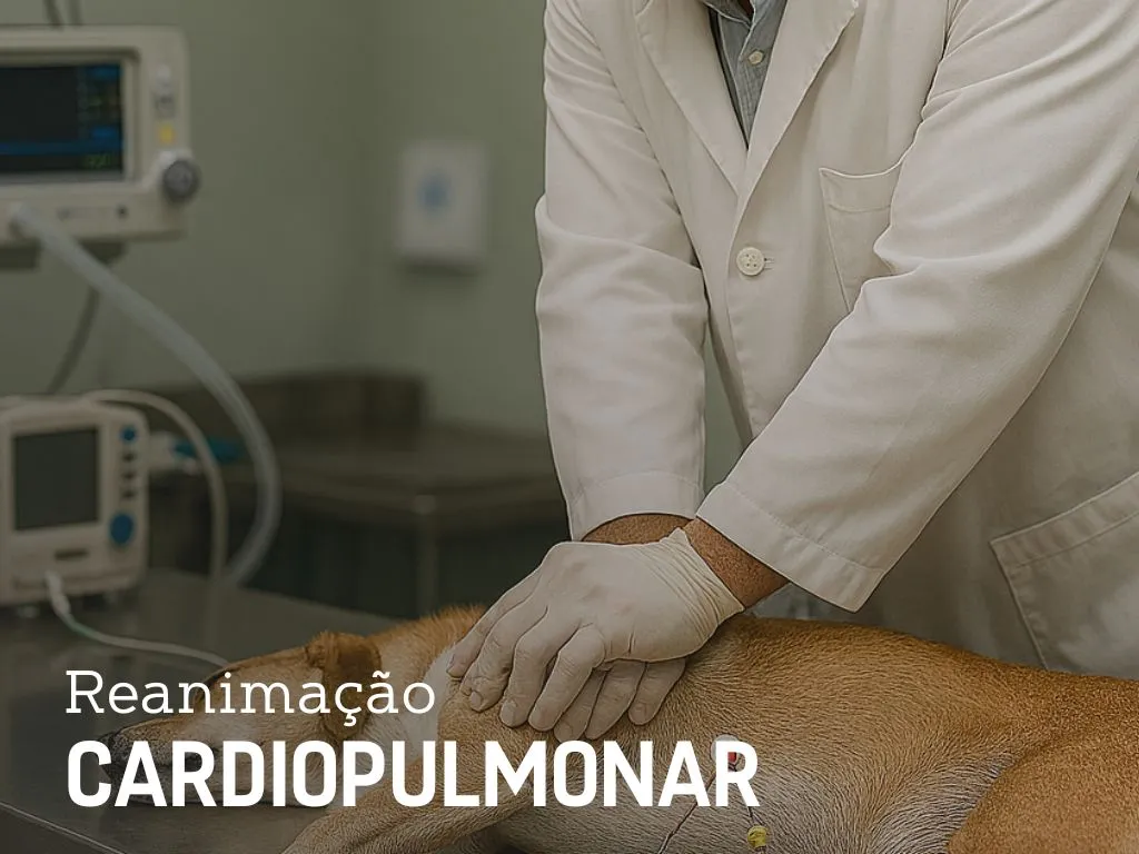 Imagem 4